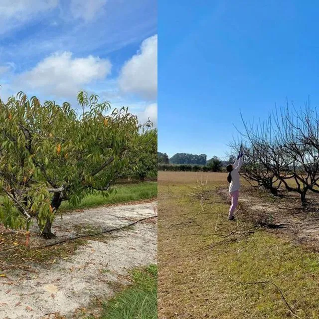 thumbnail for publication: Subtropical Peach Defoliation and Chill Hours